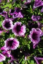 Garden petunia hybrid (Petunia Ãâ atkinsiana) in garden, blooming in spring